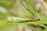 Conocephalus fuscus