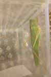 Tettigonia viridissima