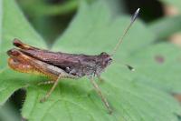 Gomphocerippus rufus