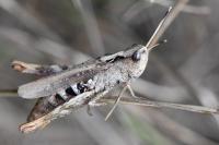 Gomphocerippus rufus