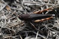 Gomphocerippus rufus