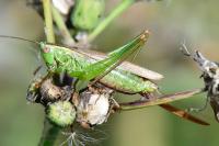 Conocephalus fuscus