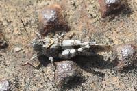 Oedipoda caerulescens