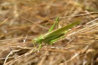 Tettigonia viridissima