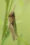Chorthippus dorsatus