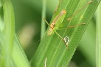 Leptophyes punctatissima