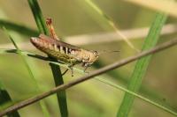 Gomphocerippus rufus