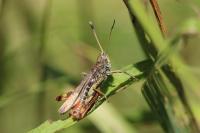 Gomphocerippus rufus