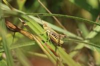 Pseudochorthippus parallelus