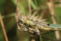 Pseudochorthippus parallelus