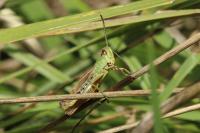 Pseudochorthippus parallelus