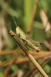 Pseudochorthippus parallelus