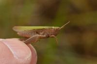 Chorthippus dorsatus