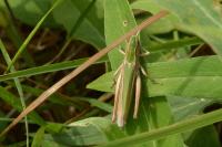 Chorthippus dorsatus