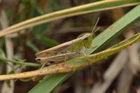 Pseudochorthippus parallelus