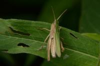 Chorthippus albomarginatus