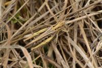 Gomphocerippus brunneus