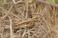 Gomphocerippus brunneus