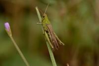 Gomphocerippus brunneus