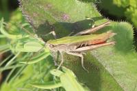 Chorthippus dorsatus