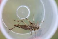 Platycleis albopunctata