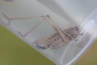 Platycleis albopunctata