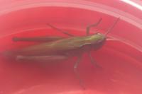 Chorthippus dorsatus