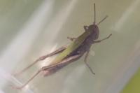 Chorthippus dorsatus