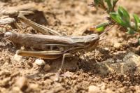 Euchorthippus elegantulus