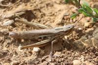 Euchorthippus elegantulus