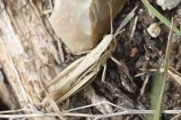 Euchorthippus elegantulus