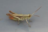 Chorthippus dorsatus