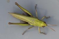 Chorthippus dorsatus