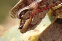 Calliptamus italicus