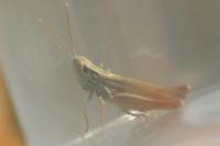 Euchorthippus elegantulus