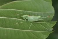 Meconema meridionale