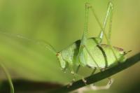 Phaneroptera