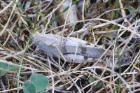 Oedipoda caerulescens