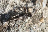 Oedipoda caerulescens