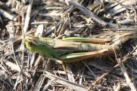 Pseudochorthippus parallelus