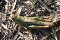 Pseudochorthippus parallelus