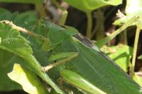 Tettigonia viridissima