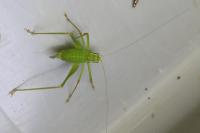 Leptophyes punctatissima