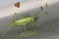 Meconema meridionale