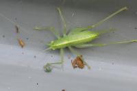 Meconema meridionale