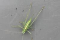 Meconema meridionale