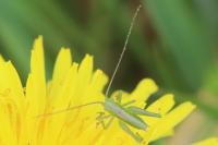 Tettigonia viridissima
