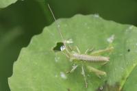 Tettigonia viridissima