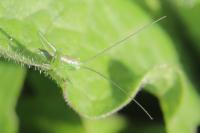 Tettigonia viridissima