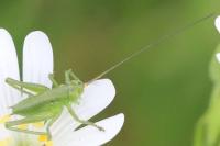 Tettigonia viridissima